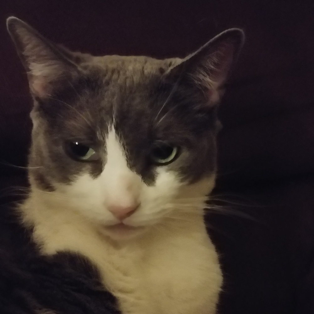 Meet your Posher, Annie